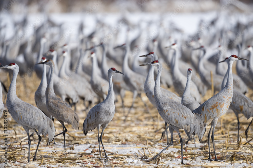 Sanhill Cranes Stock Photo | Adobe Stock