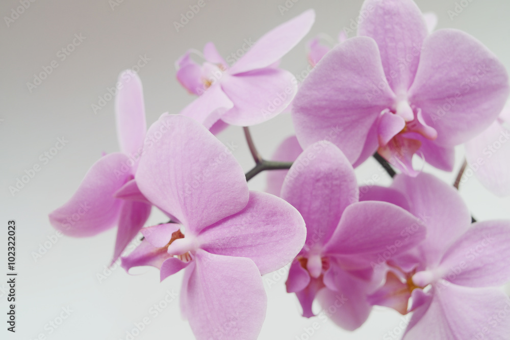 Obraz premium Orchid flower