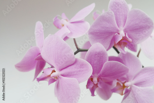 Orchid flower