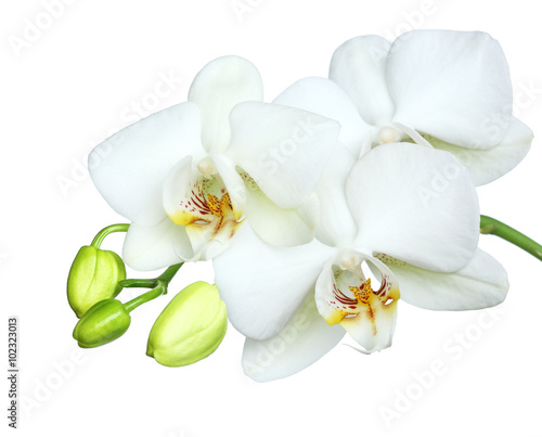 brautiful white orchidea on white background. © LeitnerR