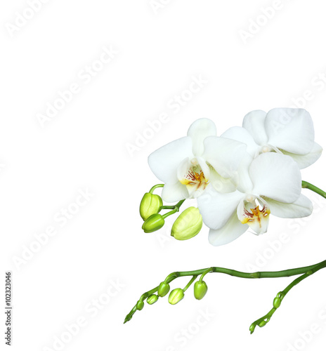 Fototapeta Naklejka Na Ścianę i Meble -  brautiful white orchidea on white background.