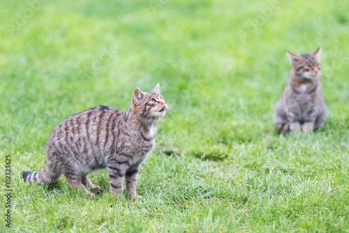 Two wildcat kittens