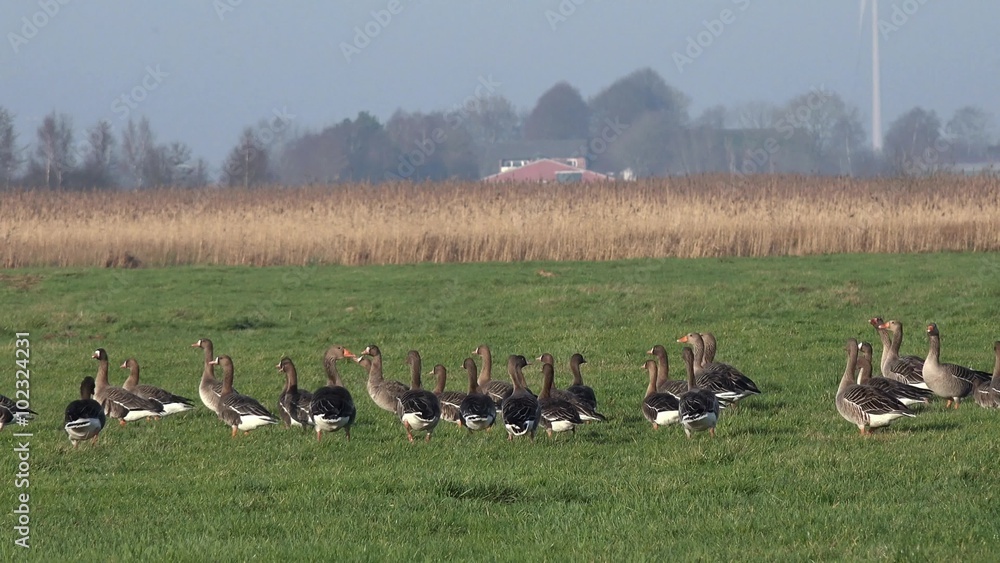 wild geese running on the field wild geese running on the field