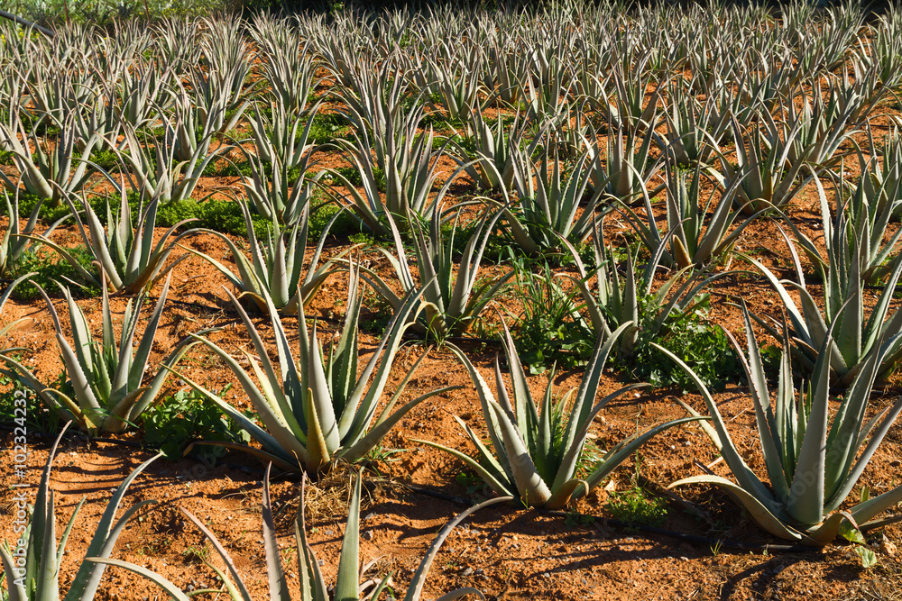 Aloe vera pharmaceutical plants field in Crete Island, Greece. Aloe vera pharmaceutical plants field in Crete Island, Greece.