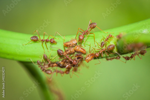 This event shows the unity of the ants. © beerphotographer