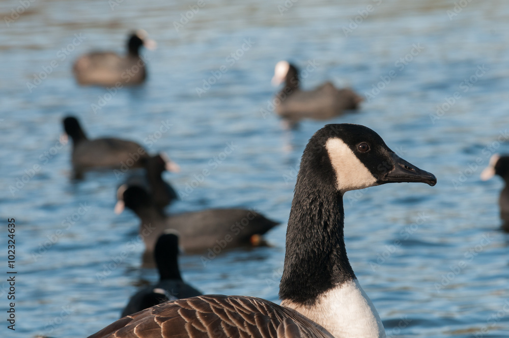 Naklejka premium Goose close up