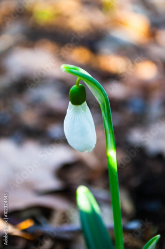 Spring Snowdrop Flower