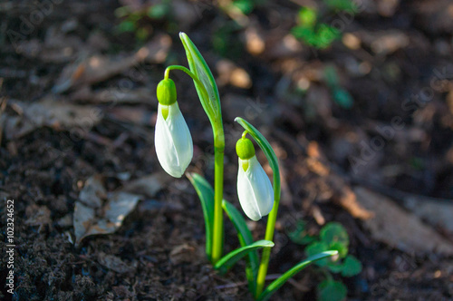 Spring Snowdrop Flower