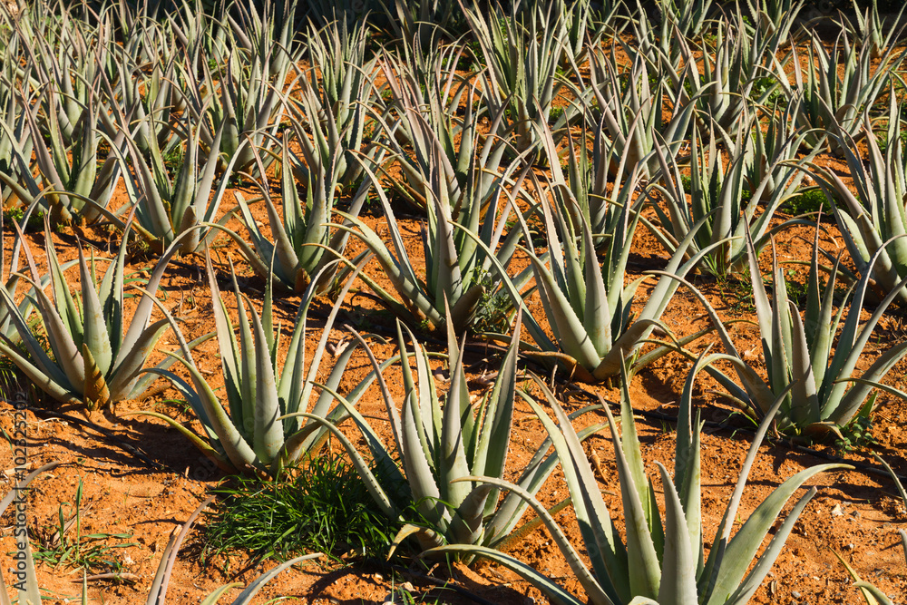 Obraz premium Aloe vera pharmaceutical plants field in Crete Island, Greece. 