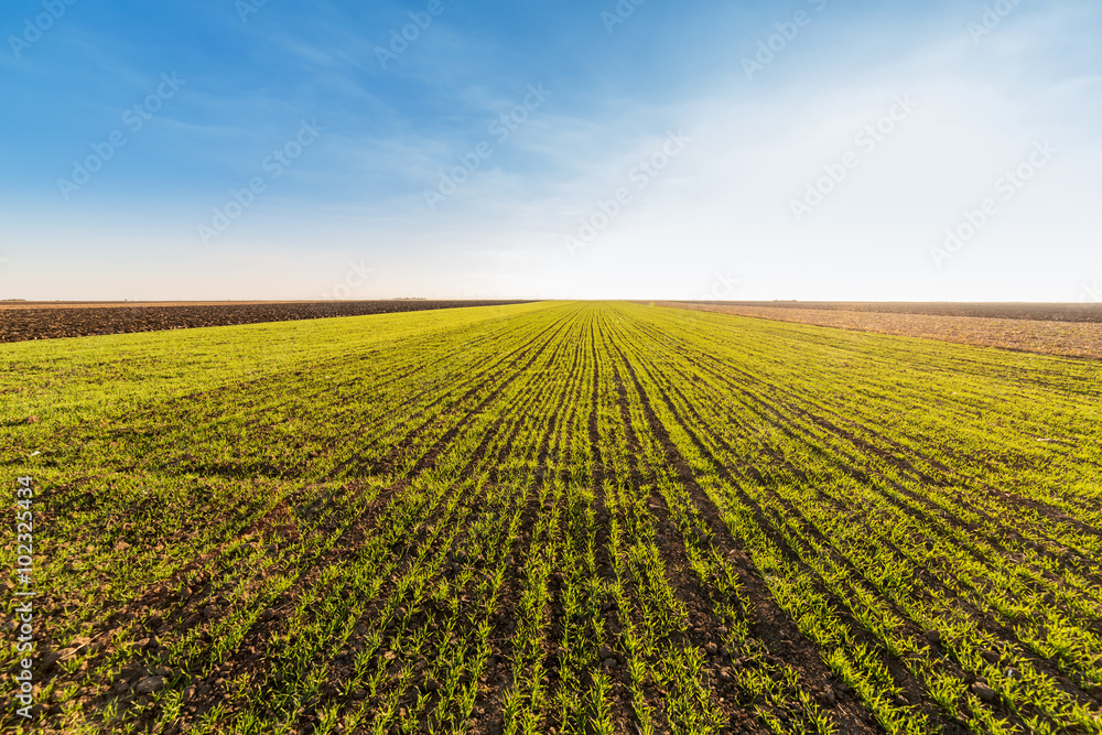 Green field of sprouting wheat