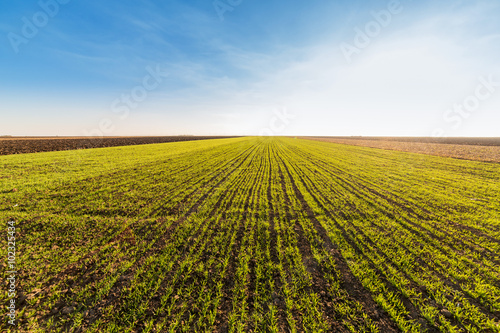 Green field of sprouting wheat