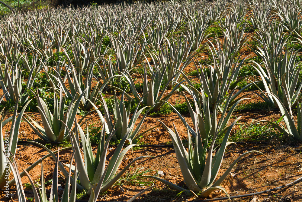 Fototapeta premium Aloe vera pharmaceutical plants field in Crete Island, Greece. 
