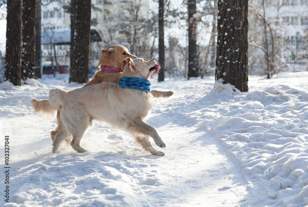 two golden retriever. young dogs playing outdoors in winter. two golden retriever. young dogs playing outdoors in winter.