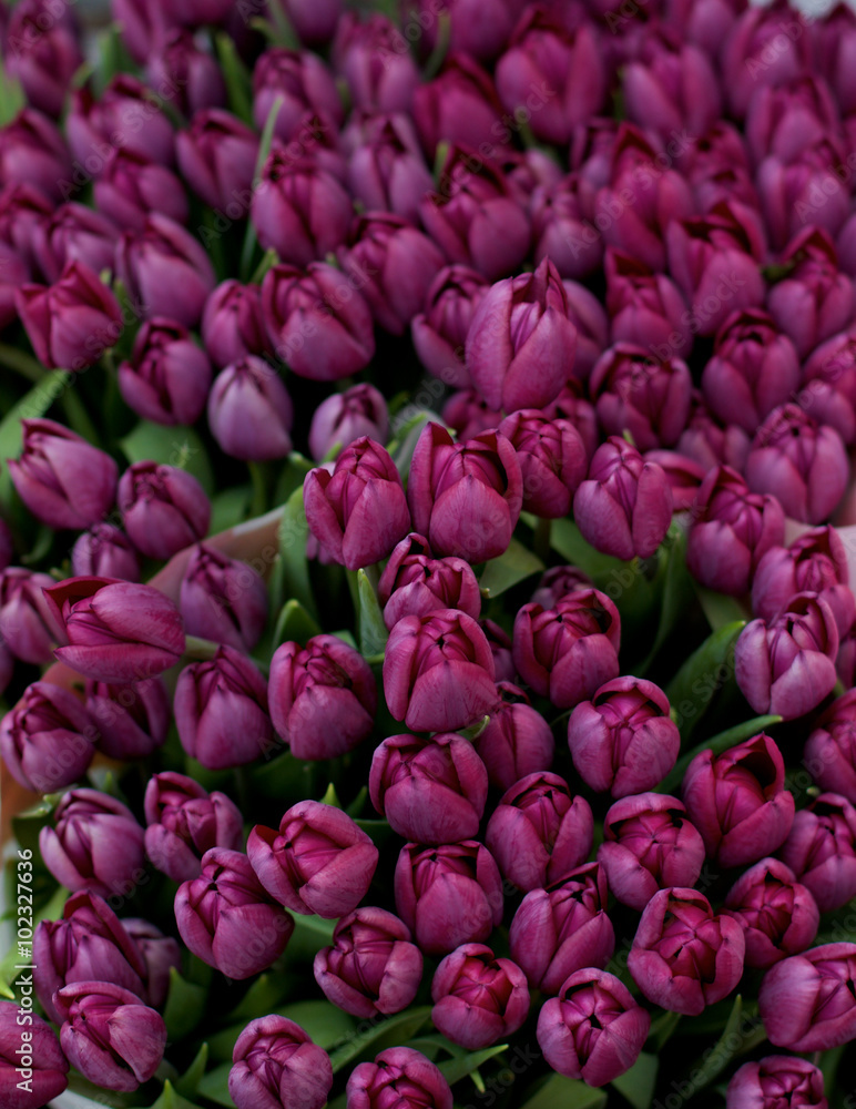 Obraz premium Purple Tulips Background