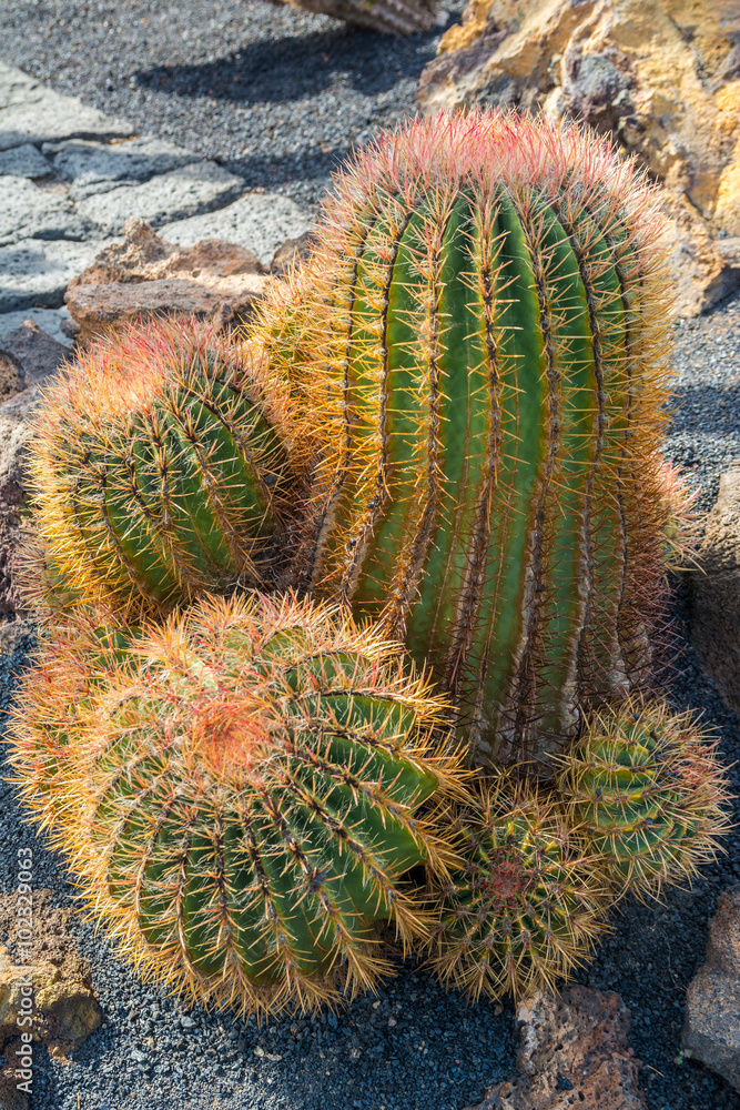 Cactus garden in Guatiza, Lanzarote, Canary Islands, Spain Cactus garden in Guatiza, Lanzarote, Canary Islands, Spain