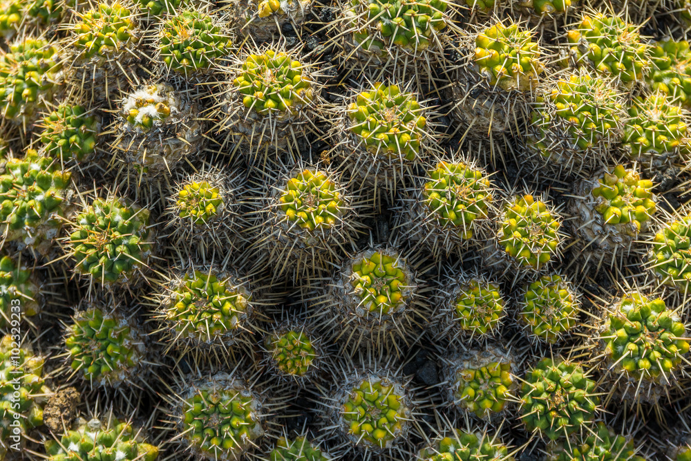 Cactus garden in Guatiza, Lanzarote, Canary Islands, Spain Cactus garden in Guatiza, Lanzarote, Canary Islands, Spain