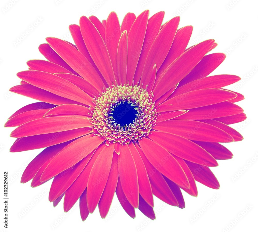 Single bright pink gerbera isolated on white background