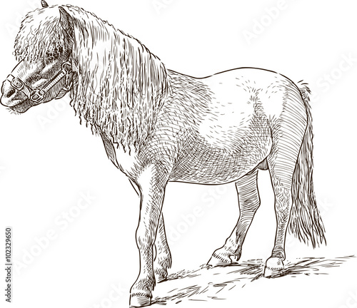 pony sketch