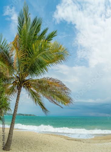 Coconut tree on the beach