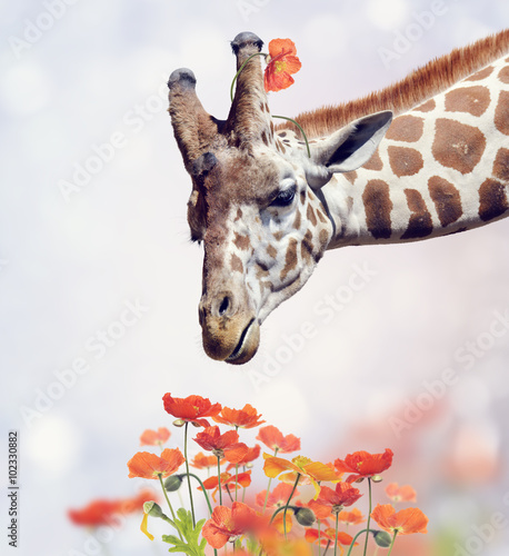 Photography Giraffe Portrait and Flowers