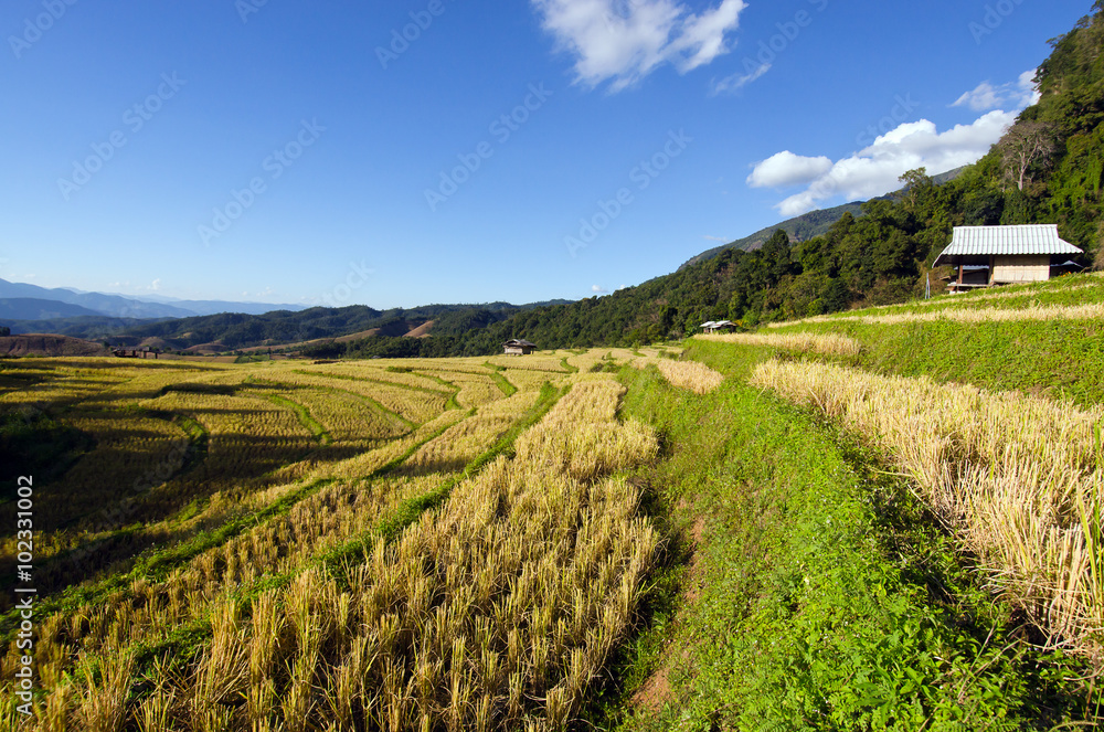 View of rice farm and cloudy blue sky by local people in mountai View of rice farm and cloudy blue sky by local people in mountai
