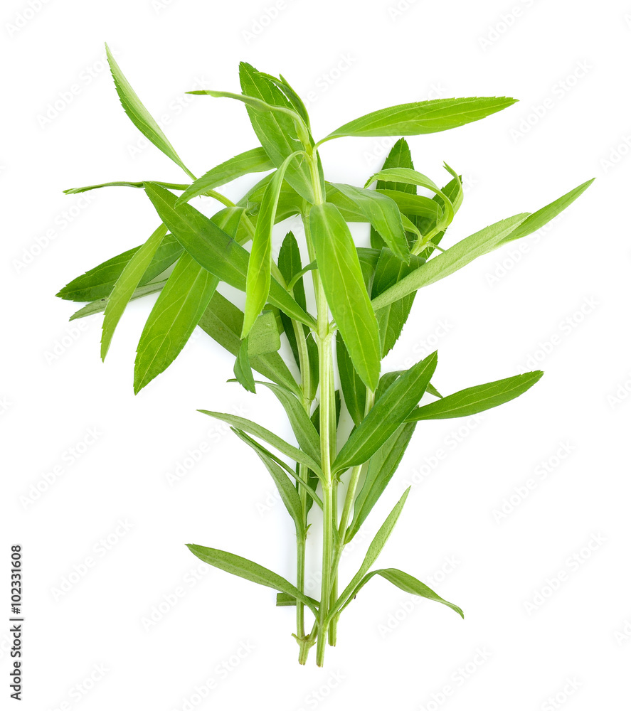 Tarragon herbs on white background Tarragon herbs on white background