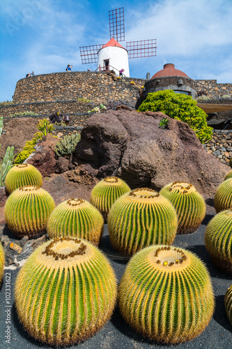 View of cactus garden in Guatiza village, Lanzarote, Canary Islands, Spain photo