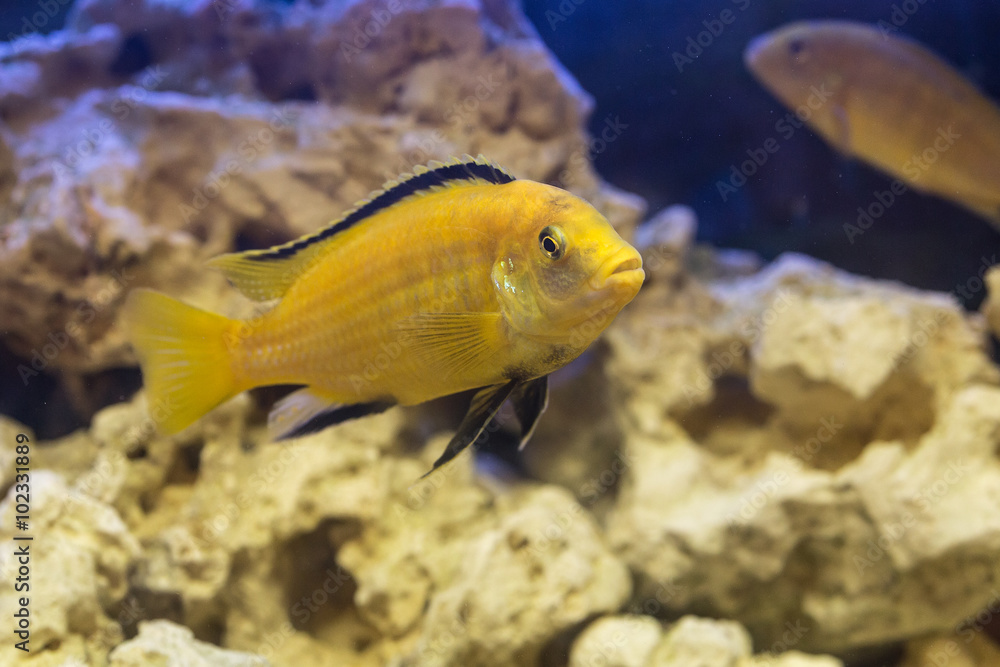 Labidochromis yellow in water Labidochromis yellow in water