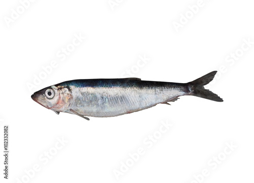 fresh herring