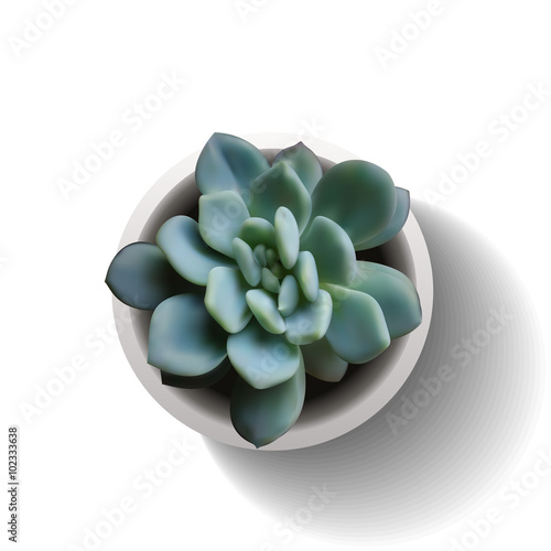 echeveria succulent vector
