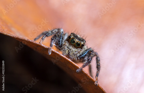 jumping spider on dried leaf
