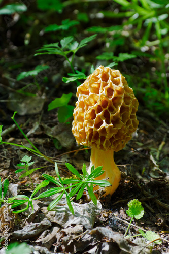 Morel mushroom (Morchella gen) on the forest litter