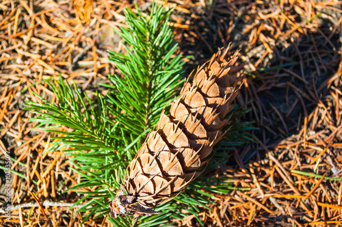 A fir cone fallen from a tree