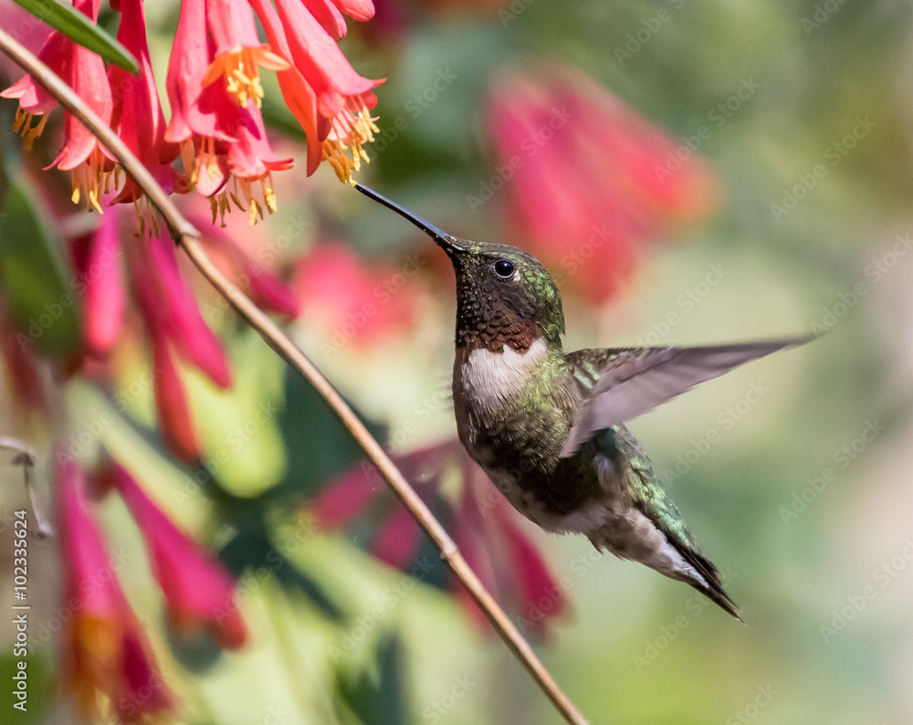 Obraz premium Ruby-throated Hummingbird