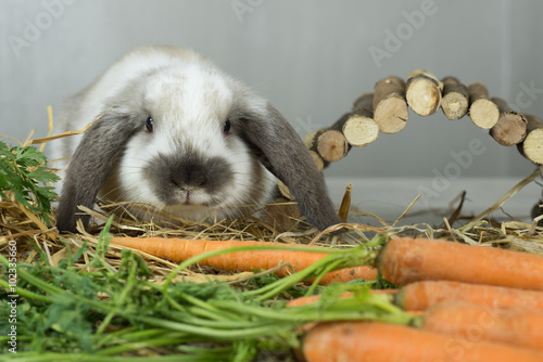  coniglio nano ariete cucciolo simpatico e tenero - carote fieno e ponte di legno  photo