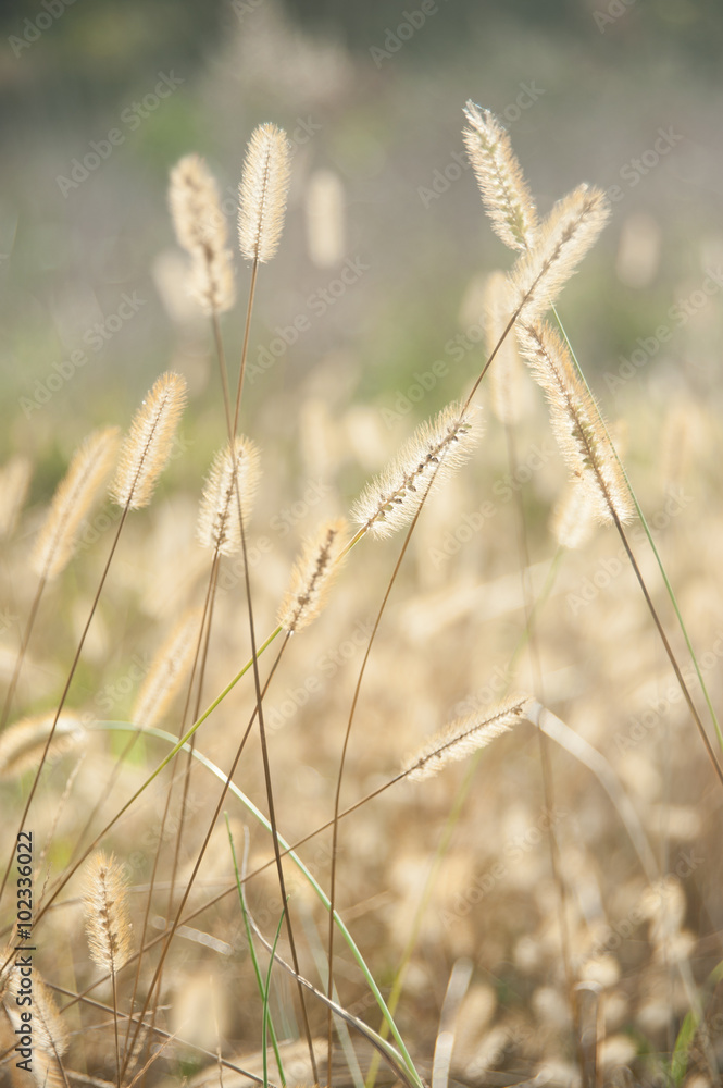 Fototapeta premium wild plant seeds, weed, grass, field, rural, vertical, during sunset