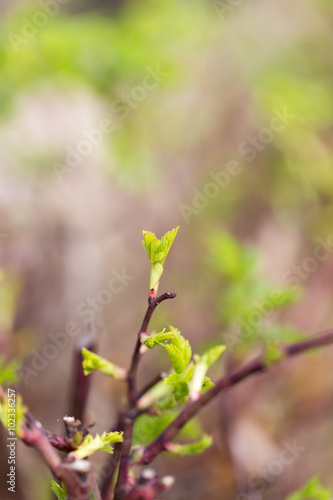 small leaves on the branches