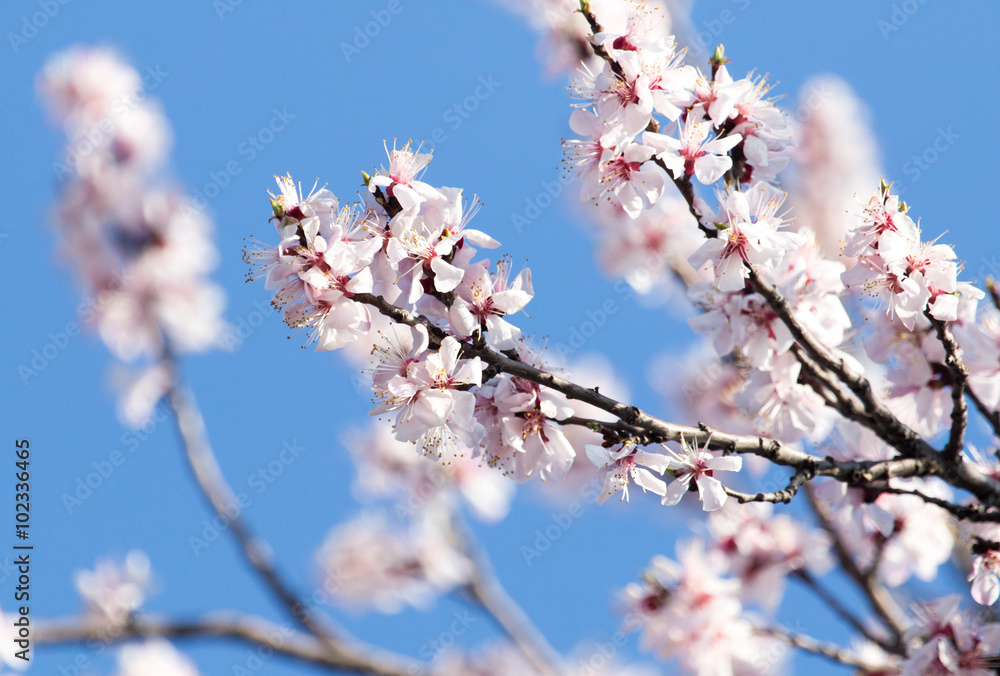 flowers on the tree against the blue sky flowers on the tree against the blue sky