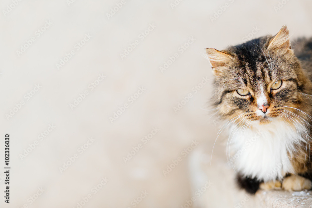 Portrait of cat looking at camera