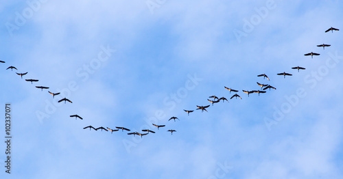 flock of swans flying against a blue sky in the south
