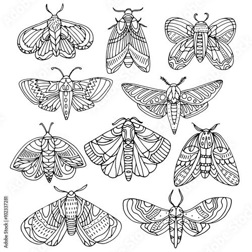 Hand drawn moths set