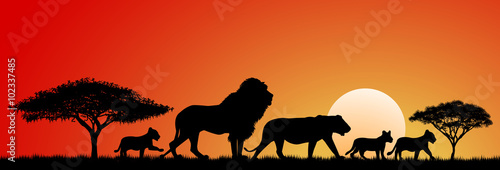 African lions.Lions silhouettes at sunset and abstract landscape. Lions family.                                                                                          