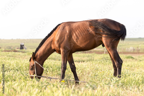 horse on pasture © schankz