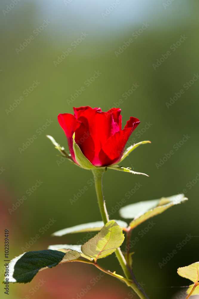Obraz premium red rose in nature