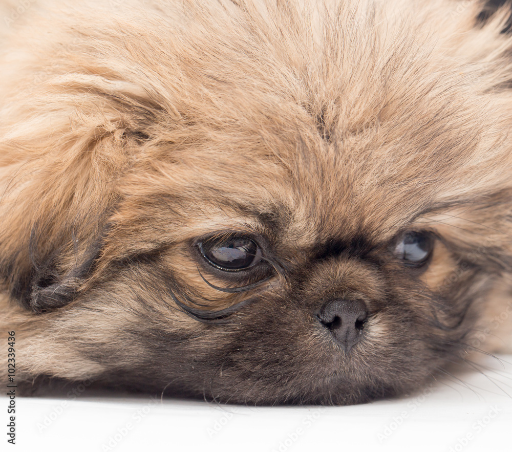 Obraz premium beautiful portrait of a small fluffy puppy