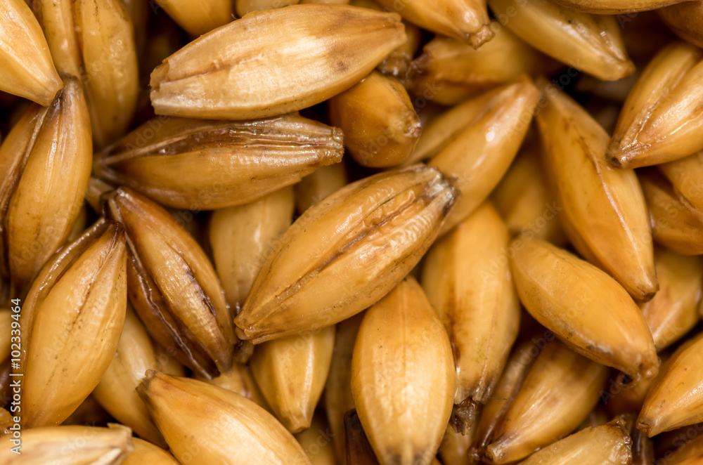 Fototapeta premium Barley grains close