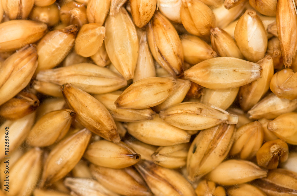 Barley grains close Barley grains close