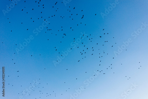  birds flying over a blue sky