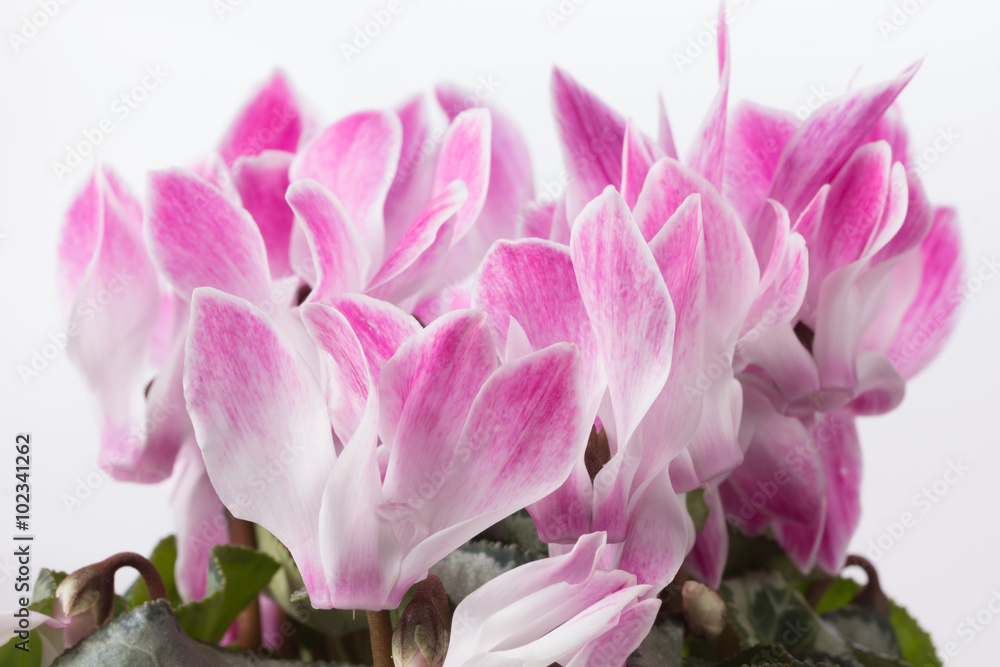 Obraz premium Fresh pink cyclamen