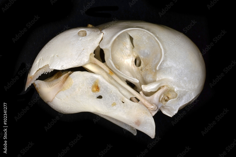 Obraz premium The monk parakeet (Myiopsitta monachus) skull